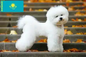 Read more about the article Bichon Frisé-opdrættere og hvalpe i Kasakhstan