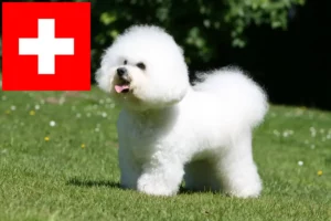 Read more about the article Bichon Frisé opdrættere og hvalpe i Schweiz