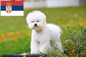 Read more about the article Bichon Frisé opdrættere og hvalpe i Serbien