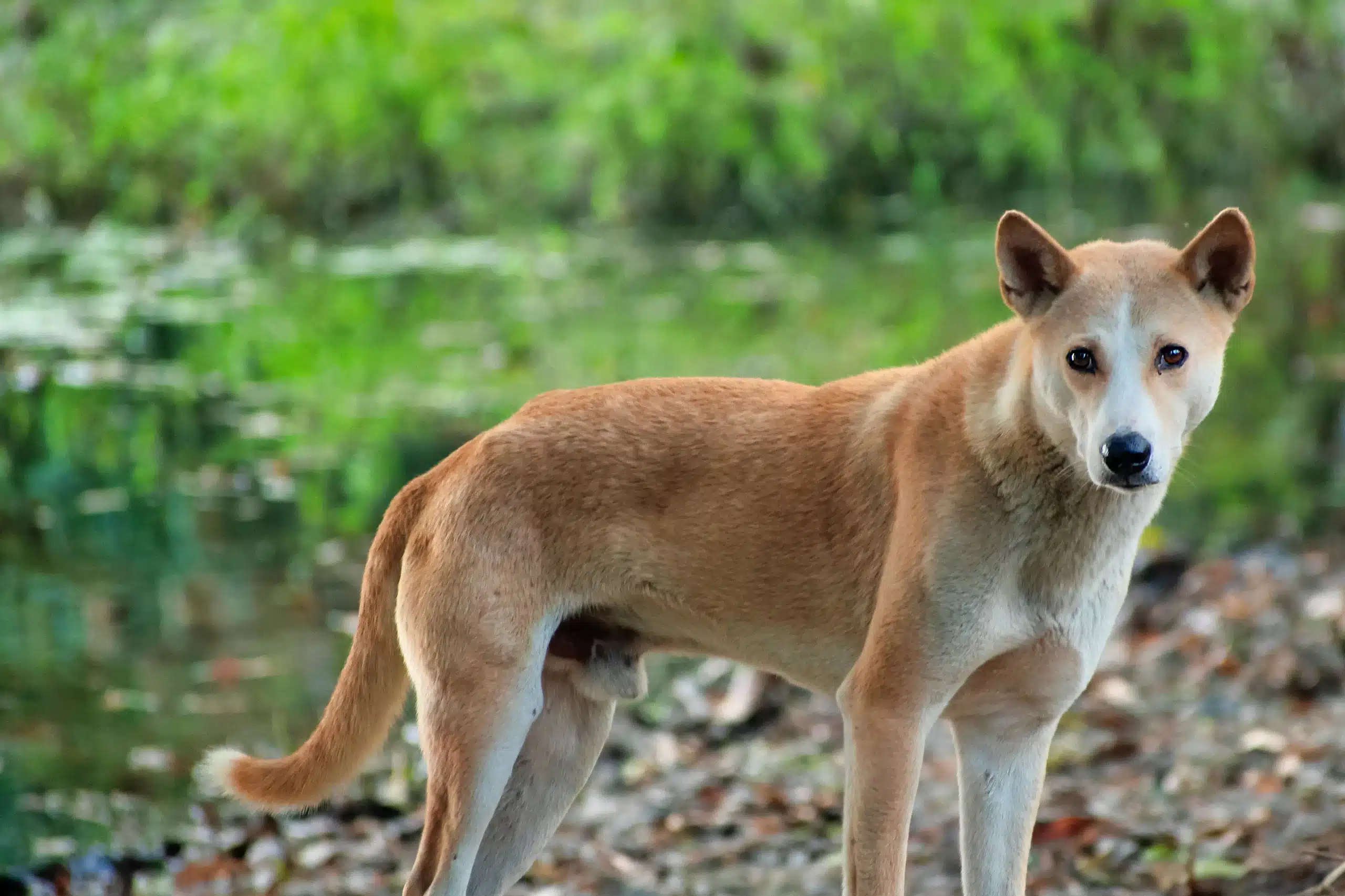 Read more about the article Opdrætter af indisk pariahund