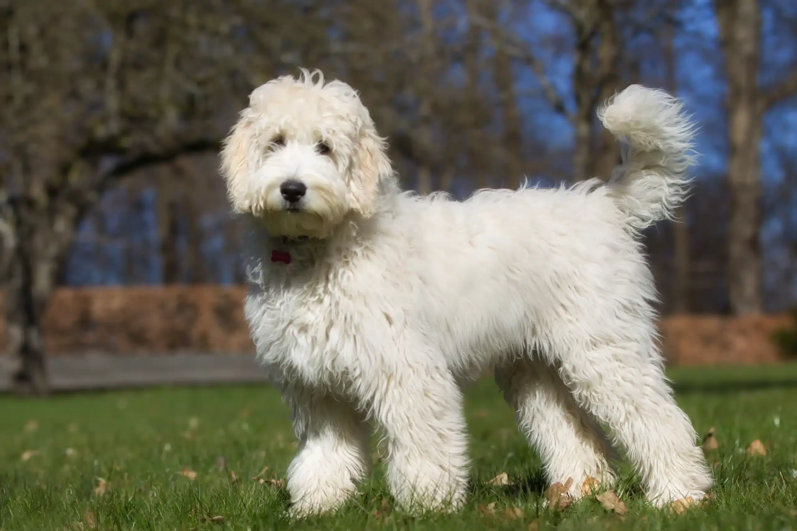 Read more about the article Opdrætter af australsk labradoodle