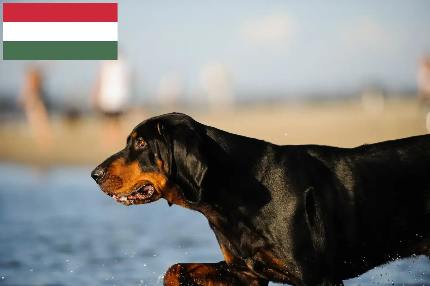 Read more about the article Black and Tan Coonhound opdrættere og hvalpe i Ungarn