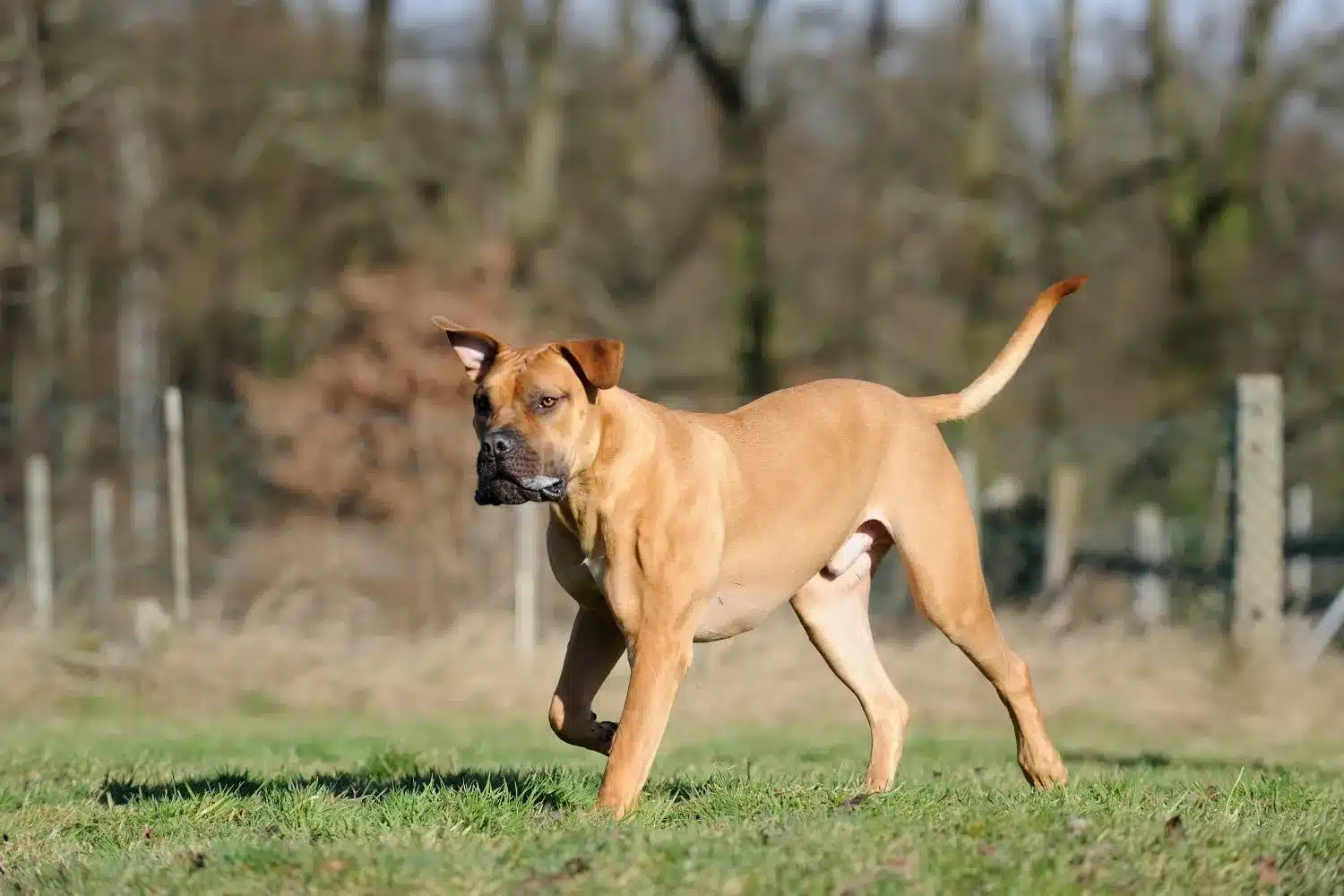 Boerboel-hvalpe og opdrættere Her kan du finde Boerboels-opdrættere i nærheden af dig.