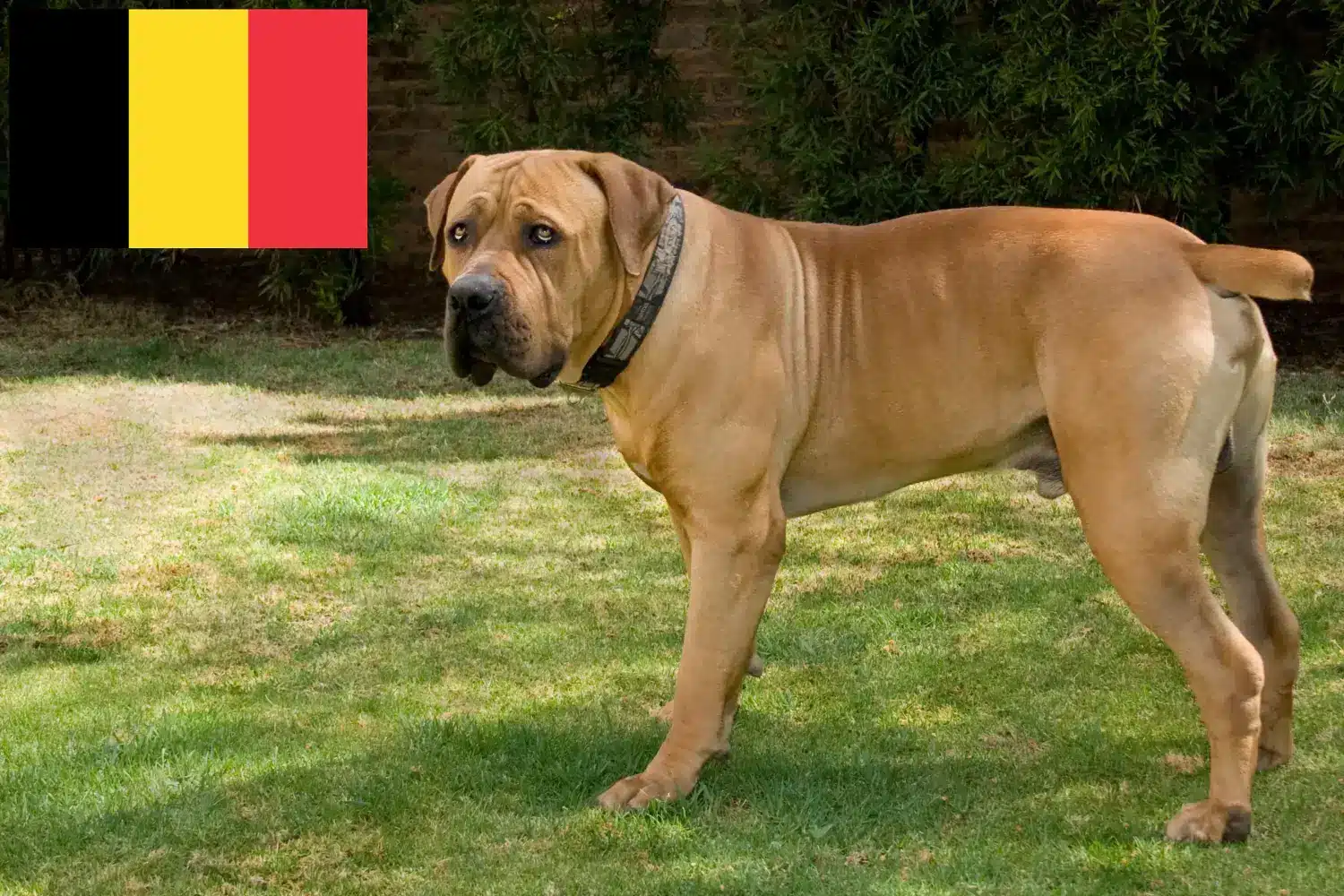 Boerboel hvalpe og opdrættere Belgien Her kan du finde Boerboels-opdrættere i Belgien.