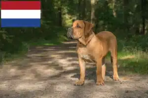 Read more about the article Boerboel-opdrættere og hvalpe i Holland