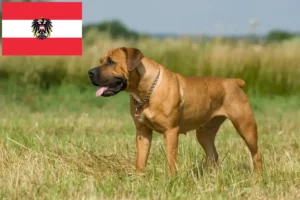 Read more about the article Boerboel-opdrættere og hvalpe i Østrig