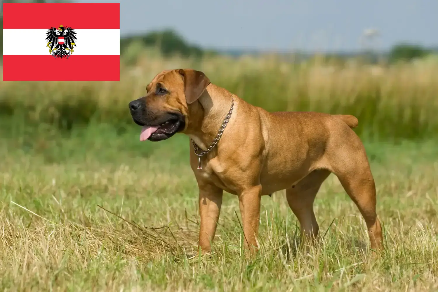 Boerboel hvalpe og opdrættere Østrig Her kan du finde Boerboels-opdrættere i Østrig.