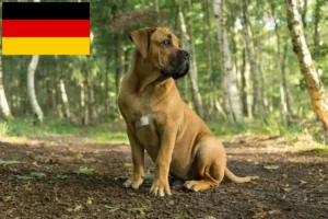 Read more about the article Boerboel-opdrættere og hvalpe i Tyskland
