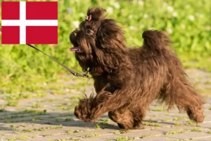Read more about the article Bolonka Zwetna opdrættere og hvalpe i Danmark