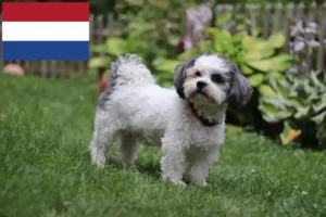 Read more about the article Bolonka Zwetna opdrættere og hvalpe i Holland