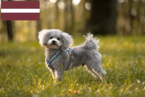 Read more about the article Bolonka Zwetna opdrættere og hvalpe i Letland