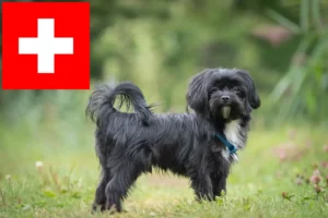 Read more about the article Bolonka Zwetna opdrættere og hvalpe i Schweiz