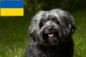 Read more about the article Bolonka Zwetna opdrættere og hvalpe i Ukraine