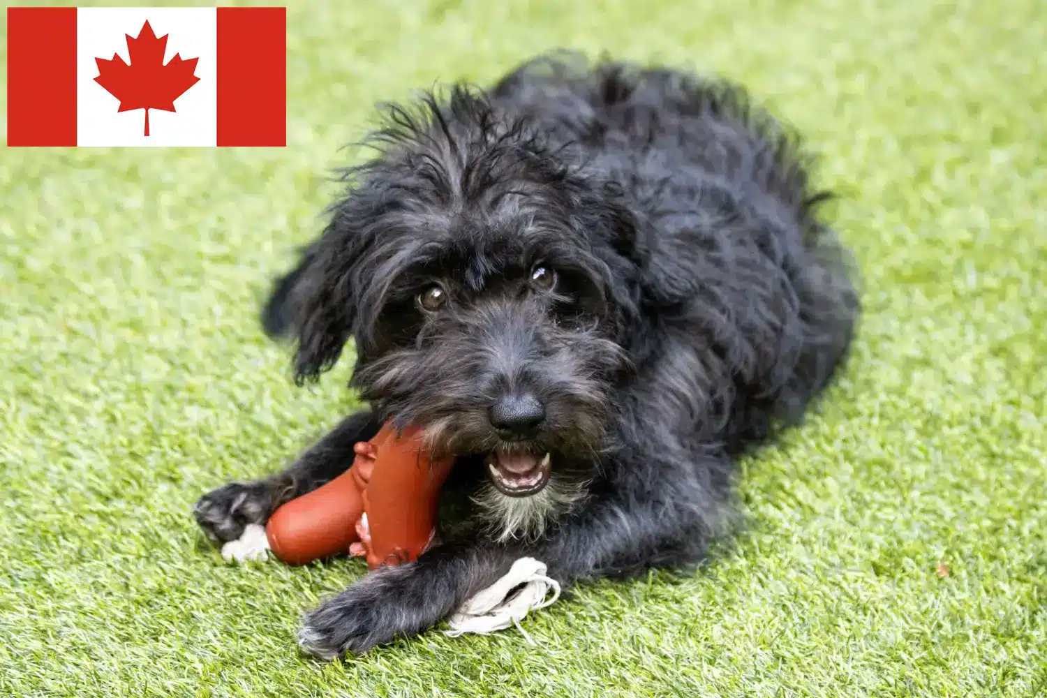 Bordoodle hvalpe og opdrættere Canada Find Bordoodles-opdrættere i Canada her.
