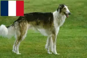 Read more about the article Borzoi-opdrættere og hvalpe i Frankrig