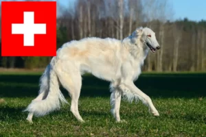 Read more about the article Borzoi-opdrættere og hvalpe i Schweiz