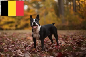 Read more about the article Boston Terrier opdrættere og hvalpe i Belgien