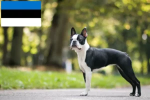 Read more about the article Boston Terrier opdrættere og hvalpe i Estland