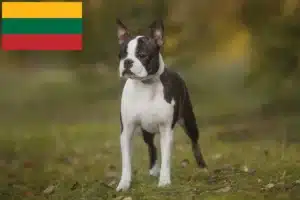 Read more about the article Boston Terrier opdrættere og hvalpe i Litauen