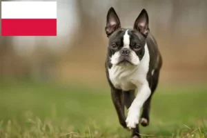 Read more about the article Boston Terrier opdrættere og hvalpe i Polen