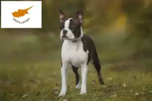 Read more about the article Boston Terrier opdrættere og hvalpe på Cypern