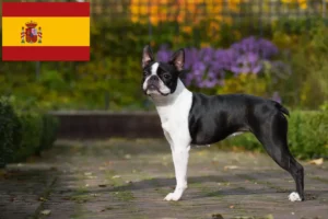 Read more about the article Boston Terrier opdrættere og hvalpe i Spanien
