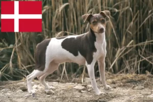 Read more about the article Brasiliansk terrier opdrætter og hvalpe i Danmark