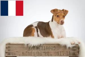 Read more about the article Opdrættere og hvalpe af brasiliansk terrier i Frankrig