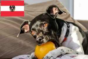 Read more about the article Opdrættere og hvalpe af brasiliansk terrier i Østrig