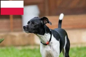 Read more about the article Opdrættere og hvalpe af brasiliansk terrier i Polen