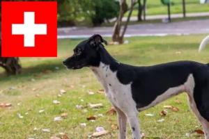 Read more about the article Opdrættere og hvalpe af brasiliansk terrier i Schweiz