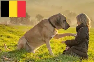 Read more about the article Broholm opdrættere og hvalpe i Belgien