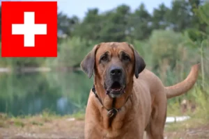 Read more about the article Broholmer-opdrættere og hvalpe i Schweiz