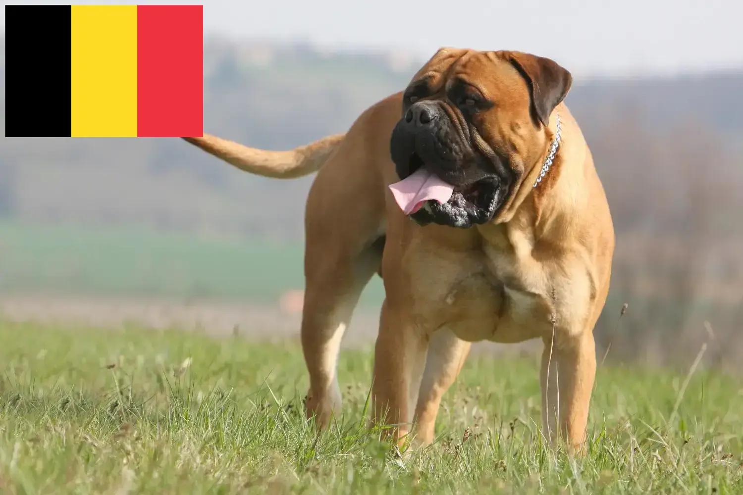 Bullmastiff-hvalpe og opdrættere Belgien Her kan du finde Bullmastiff-opdrættere i Belgien.