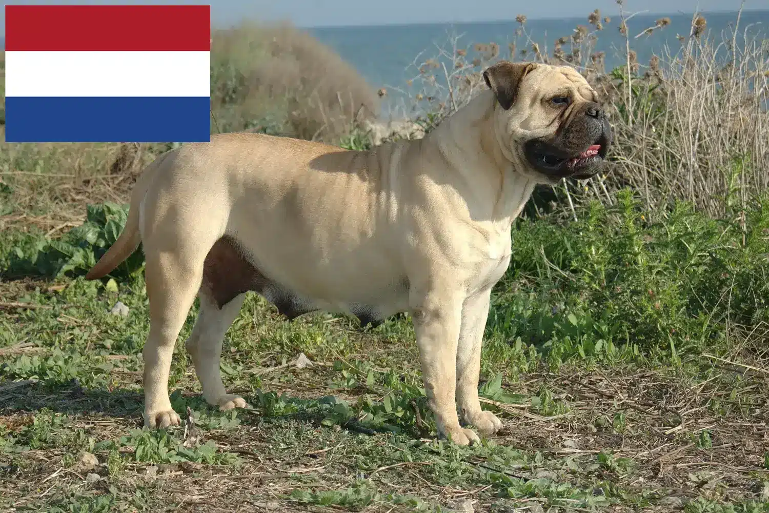 Bullmastiff-hvalpe og opdrættere Holland Her kan du finde Bullmastiff-opdrættere i Holland.