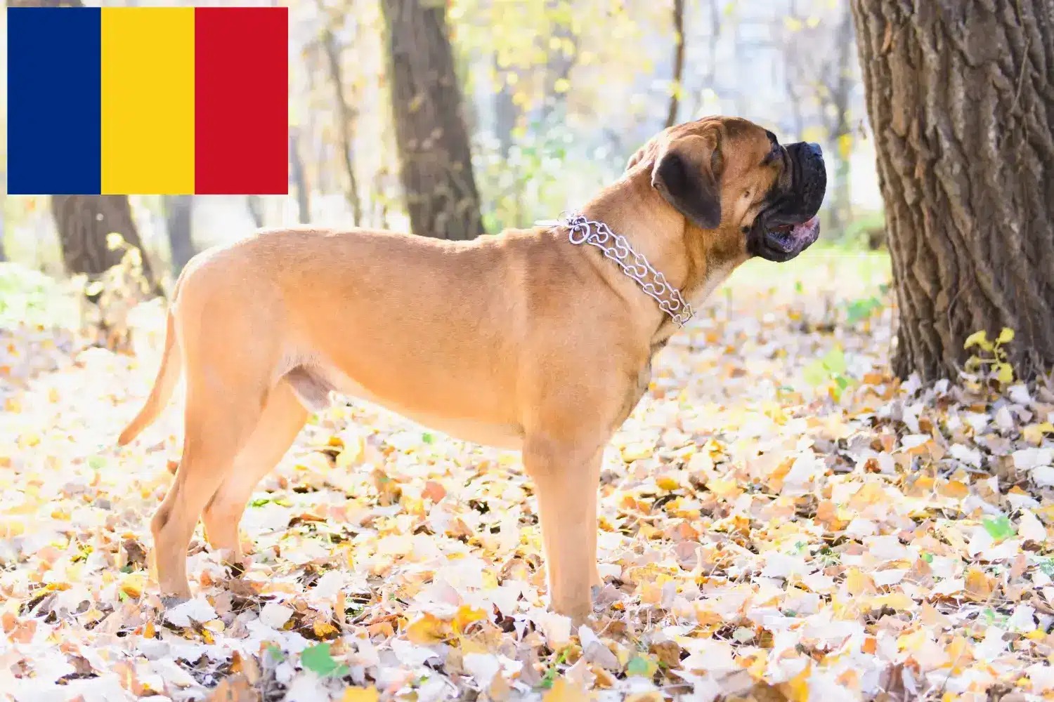 Bullmastiff-hvalpe og opdrættere Rumænien Her kan du finde Bullmastiff-opdrættere i Rumænien.