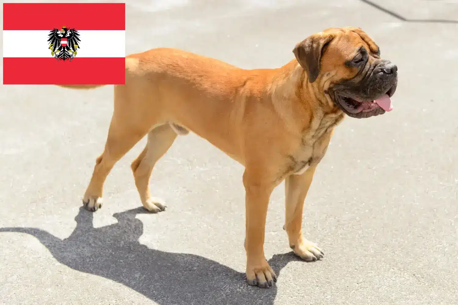 Bullmastiff-hvalpe og opdrættere Østrig Her kan du finde Bullmastiff-opdrættere i Østrig.