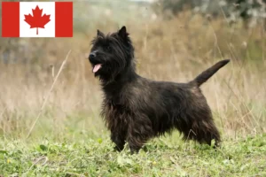 Read more about the article Cairn terrier opdrættere og hvalpe i Canada