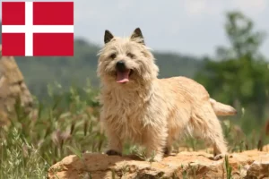 Read more about the article Cairn Terrier opdrættere og hvalpe i Danmark