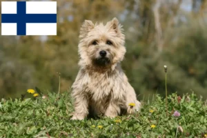 Read more about the article Cairn Terrier opdrættere og hvalpe i Finland