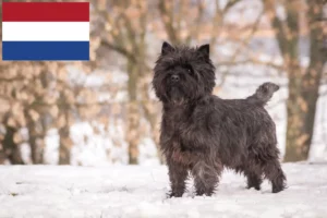 Read more about the article Cairn Terrier opdrættere og hvalpe i Holland