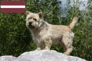 Read more about the article Cairn Terrier opdrættere og hvalpe i Letland