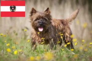Read more about the article Cairn Terrier opdrættere og hvalpe i Østrig