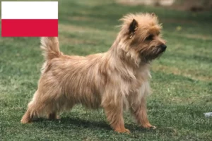 Read more about the article Cairn Terrier opdrættere og hvalpe i Polen