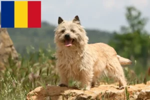 Read more about the article Cairn Terrier opdrættere og hvalpe i Rumænien