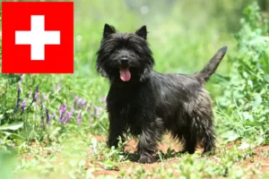 Read more about the article Cairn Terrier opdrættere og hvalpe i Schweiz