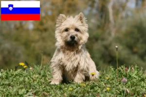Read more about the article Cairn Terrier opdrættere og hvalpe i Slovenien