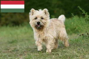 Read more about the article Cairn Terrier opdrættere og hvalpe i Ungarn