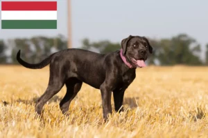 Read more about the article Cane Corso Italiano opdrættere og hvalpe i Ungarn