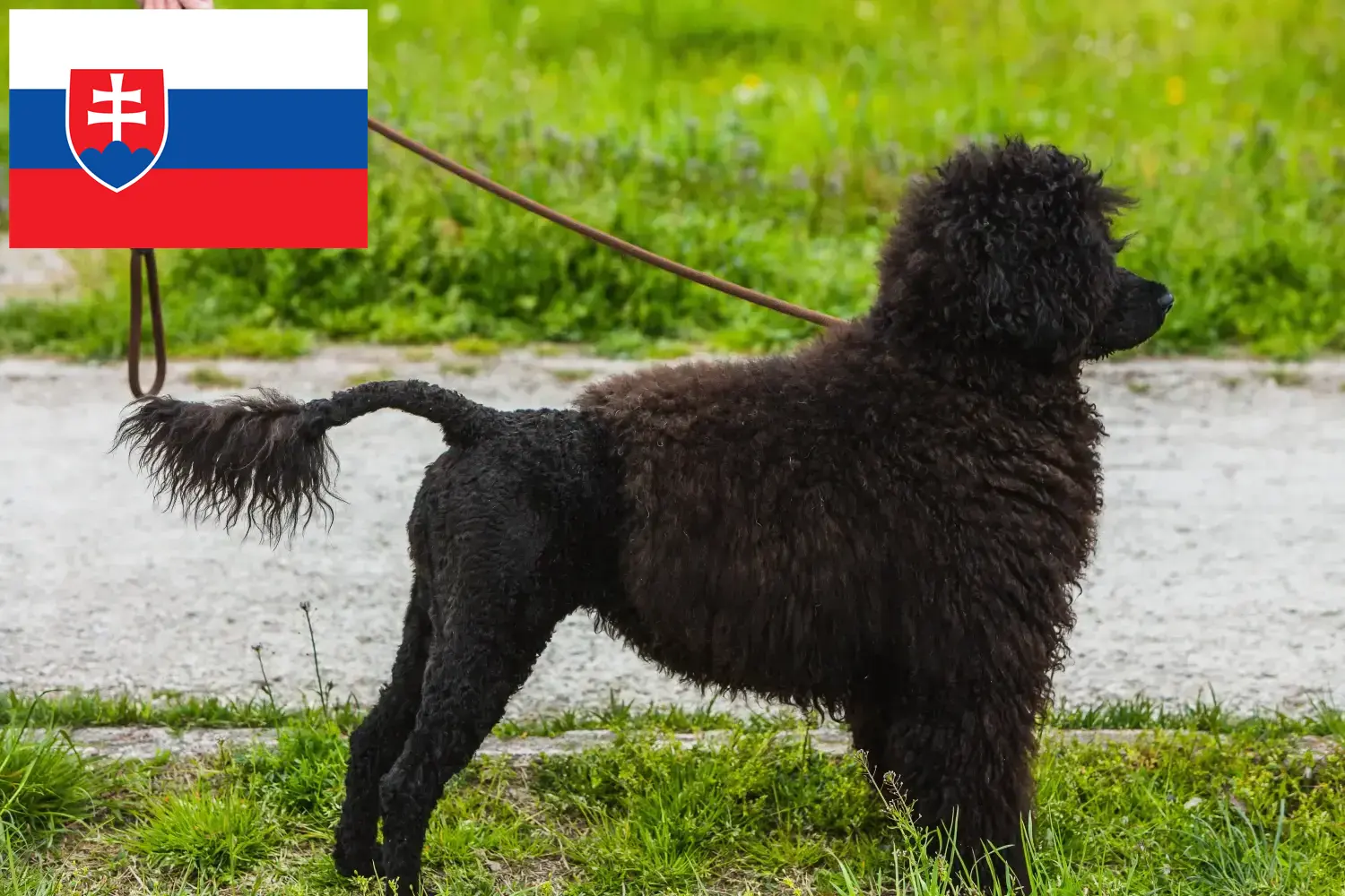 Read more about the article Cão de Agua português opdrættere og hvalpe i Slovakiet